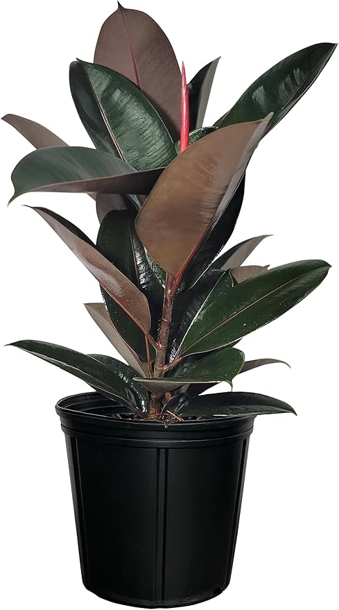 Nature's Way Farms Ficus Burgundy Rubber, Live Plant, Easy Care Indoor Tree, Large & Glossy, Grow in Indirect Bright Light, Perfect for Plant Lovers & Beginners, in Grower Pot (25-30 in Tall)