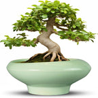 Ceramic Bonsai Pots - Large Succulent Planter 13 Inch Plant Pot Indoor Succulent Pot with Drainage Hole Outdoor Planter Bonsai Tree Pot for House Home Garden Office Decor Green
