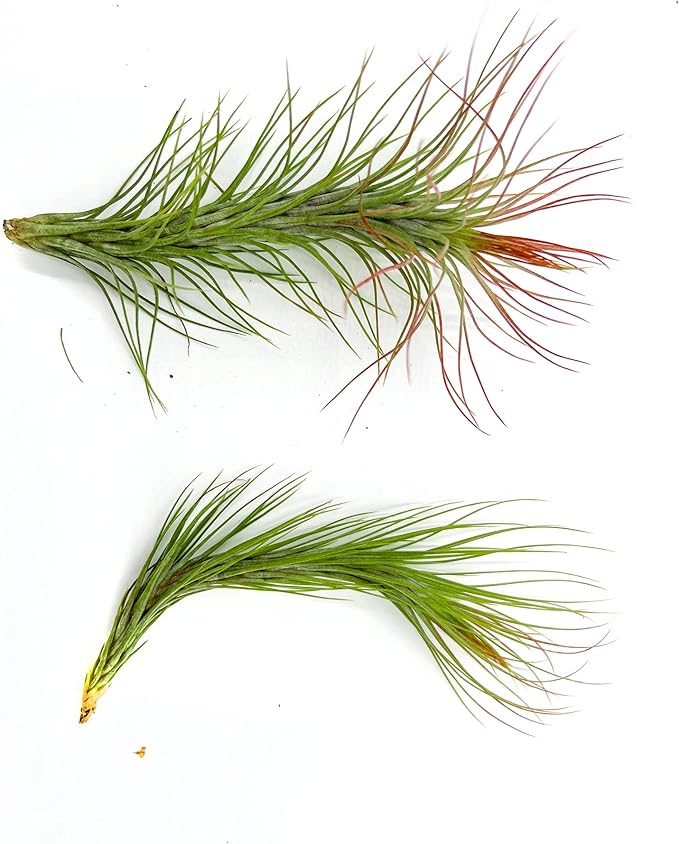 ragnaroc Air Plants - Tillandsia Funckiana Hybrid, Large 5-7" - 2ct - Live Arrival Guaranteed - House Plants for Home Decor & Gift