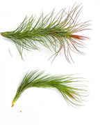 ragnaroc Air Plants - Tillandsia Funckiana Hybrid, Large 5-7" - 2ct - Live Arrival Guaranteed - House Plants for Home Decor & Gift
