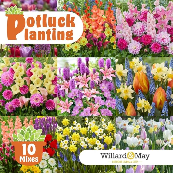 All-in-One Flower Bulb Garden Kit - Cotton Candy Punch Mix - 24 Flower Bulbs per Box - Dahlias, Gladiolus, Lilies - Fragrant - Naturalizing - Live Outdoor Potluck Planting - Easy to Plant Flowers