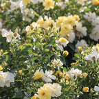 Perfect Plants Lemon Drift Rose Bush 1 Gallon | Live Bushes for Outdoor Planting | Ground Cover Roses Stay Small | Bright Yellow Blooming Shrubs