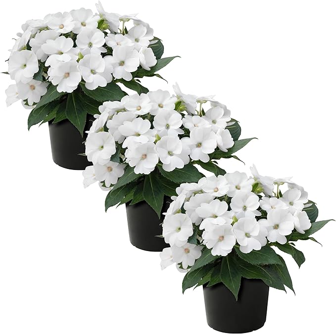 Live Flowering Sunpatiens - White (3 Plants Per Pack), Beautiful Annual Summer Color, 10" Tall by 6" Wide in 1 Quart Pot
