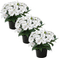 Live Flowering Sunpatiens - White (3 Plants Per Pack), Beautiful Annual Summer Color, 10" Tall by 6" Wide in 1 Quart Pot