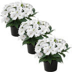 Live Flowering Sunpatiens - White (3 Plants Per Pack), Beautiful Annual Summer Color, 10" Tall by 6" Wide in 1 Quart Pot