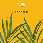 Costa Farms Cat Palm Live Plants in Decorative Pot, Large Indoor Houseplant, Perfect for Home, Room, or Office Decor, Great House Warming or Birthday Gift, 3-4 Feet Tall, Pack of 2