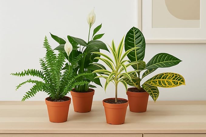 Generic Air Purifying Variety Bundle (4 Pack) in 6"" Pot | Live Plant for Indoor | House Plant Decor for Living Room, Office, Bathroom | 12"" - 22"" Tall