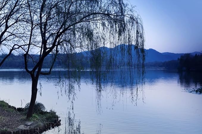 Black Weeping Willow Tree Cuttings for Planting - Rare Black Weeping Willow Trees, Beautiful Arching Canopy, Live Tree Plants for Privacy, Landscaping or Shade (10 Cuttings)