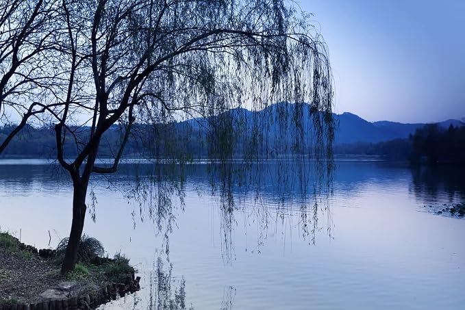 Black Weeping Willow Tree Cuttings for Planting - Rare Black Weeping Willow Trees, Beautiful Arching Canopy, Live Tree Plants for Privacy, Landscaping or Shade (2 Cuttings)
