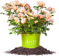 Peach Drift 1 Gallon