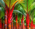 10 Red Sealing Wax Lipstick Palm Tree Seeds (Cyrtostachys Renda) House Plant