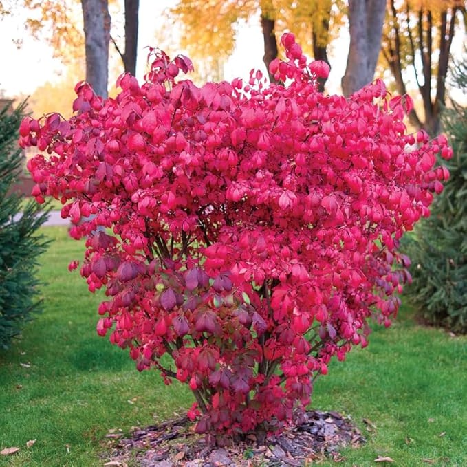 2 Burning Bushes Tree for Planting | 8-12" Rooted Cuttings | Hardy Fire Bush Shrub Live Plant to Decorative Hedge