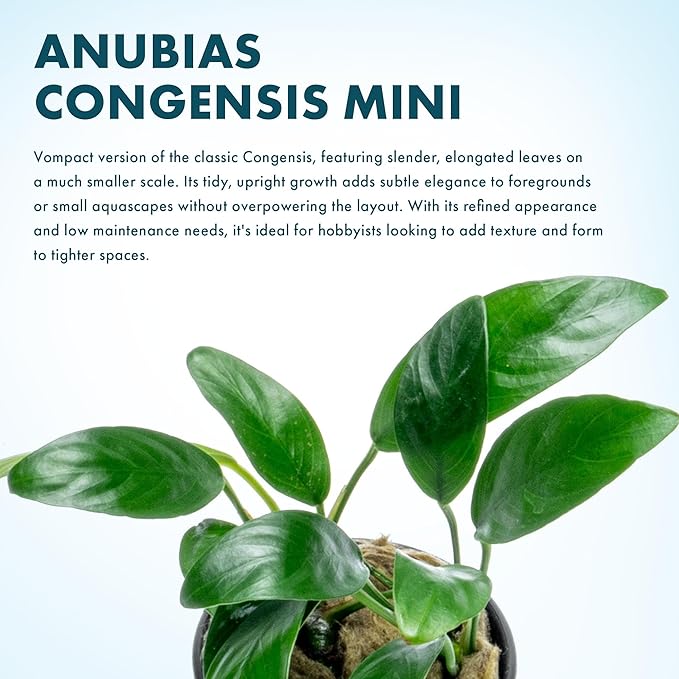 SubstrateSource Anubias Live Aquarium Plants - Potted Freshwater Plant for Fish Tanks, Terrariums - Beginner Friendly Low Light (Congensis Mini, 5 Pots)