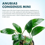 SubstrateSource Anubias Live Aquarium Plants - Potted Freshwater Plant for Fish Tanks, Terrariums - Beginner Friendly Low Light (Congensis Mini, 5 Pots)