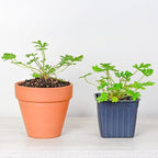 Live Citronella Geranium Plants (2-Pack); Pelargonium Citronella Scented Potted Plants