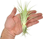 Live Air Plant - Tillandsia Gardneri 5-7” - ragnaroc Rare Collectors Indoor Tropical Plant - Live Arrival Guaranteed - House Plants for Home Decor & Gift