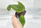 Philodendron Micans Live Rare House Plants - Fully Rooted Indoor Plants in 3" Pot by 3exoticgreen | Premium Philodendron Plant Live Houseplants for Home and Office Decor