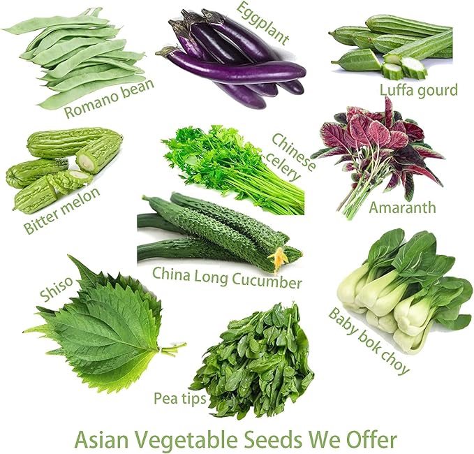 Bundle: Fava Bean Seeds + Ping Tung Long Eggplant Seeds