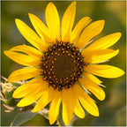 Seed Needs Sunflower Seeds for Planting Wild Sunflowers - Heirloom & Open Pollinated Flower Seed to Plant an Outdoor Wildflower Butterfly Garden (1 Pack)