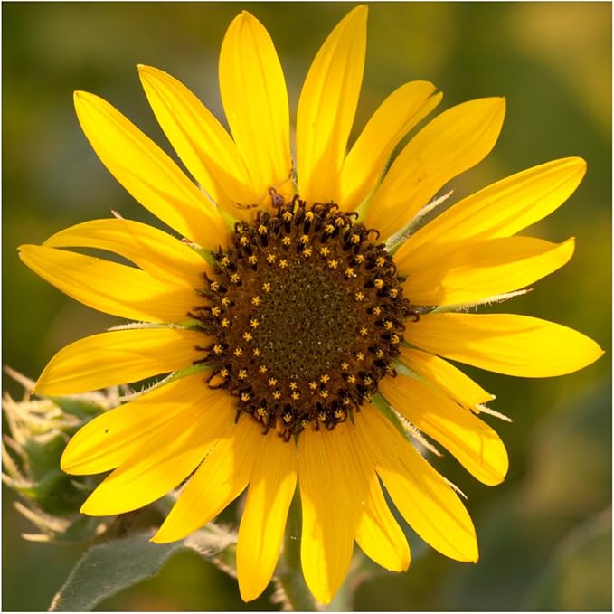 Seed Needs Sunflower Seeds for Planting Wild Sunflowers - Heirloom & Open Pollinated Flower Seed to Plant an Outdoor Wildflower Butterfly Garden (1 Pack)
