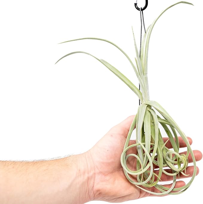 Tillandsia Duratii - Live Tillandsia Succulent House Plants - Home and Garden Decor - Easy Care Indoor/Outdoor Plants (Pack of 3)