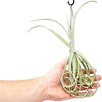 Tillandsia Duratii - Live Tillandsia Succulent House Plants - Home and Garden Decor - Easy Care Indoor/Outdoor Plants (Pack of 3)