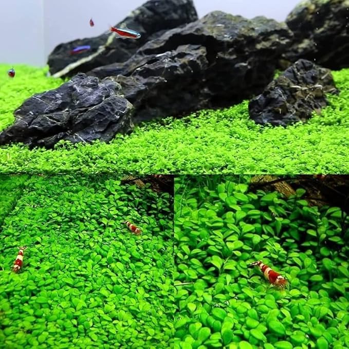 Fresh Water Aquarium Plant Starter Kit, Easy Growing, Small Leaf, Dwarf Carpet Decor for Fish Tank/Terrarium - 1 Pack (Big Leaf)