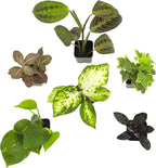 Easy to Grow Houseplants (Pack of 6), Live House Plants in Containers, Growers Choice Plant Set in Planters with Potting Soil Mix, Home Décor Planting Kit or Outdoor Garden Gifts by Plants for Pets
