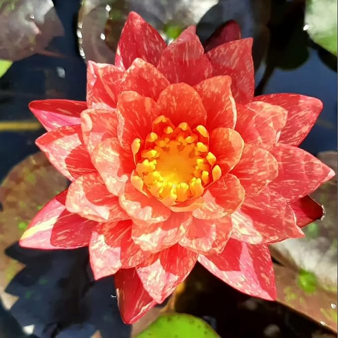 4 Pack Live Water Lily Pre-Grown Tuber in Red, Blue, Purple, Yellow Flower for Indoor-Outdoor Pond Decoration