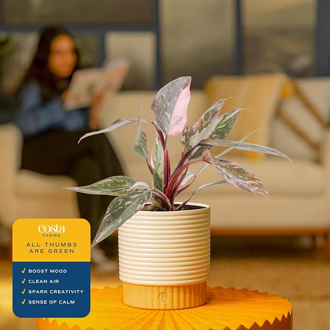 Costa Farms Philodendron Live Plant in Decorative Pot, Air Purifying Indoor Houseplant, Assorted Variety, Home, Room, or Office Decor, House Warming or Birthday Gift, 12-18 Inches Tall