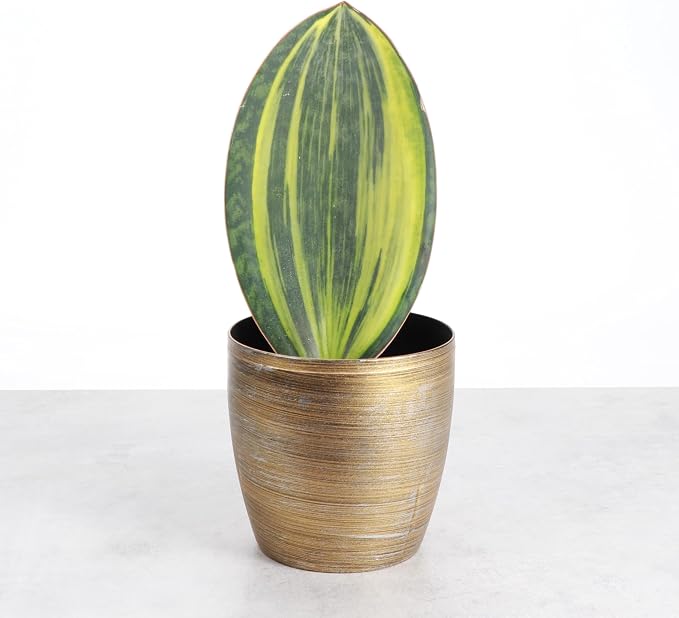 Thorsen's Greenhouse Live Variegated Whale Fin Snake Plant, Low Light, Collector Houseplant, 4-inch Diameter Mature Plant (Gold)