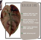 Alocasia Live Plant Starter Pack in 2" Pot - Variety Pack of 5 - Pet Safe Easy to Grow Air Purifying Indoor House Plants Flowers for Home Office Wedding Decor & Birthday Gift (Heat Pack Included)