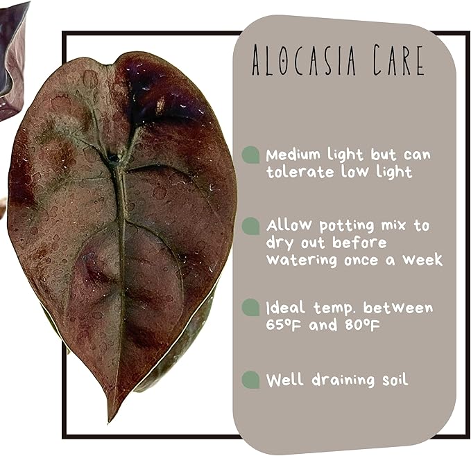 Alocasia Live Plant Starter in 2" Pot - Pet Safe Easy to Grow Air Purifying Indoor House Plants Flowers for Home Office Wedding Decor & Birthday Gift (Heat Pack Included)