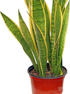 Live Sansevieria, Snake Plant, Housewarming Gift, Office Gift, Live Decor, Plant Lover Gift, Evergreen Indoor Plant in 6" Pot