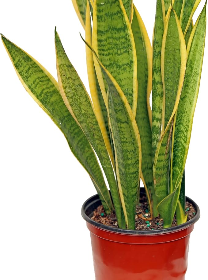 Live Sansevieria, Snake Plant, Housewarming Gift, Office Gift, Live Decor, Plant Lover Gift, Evergreen Indoor Plant in 6" Pot