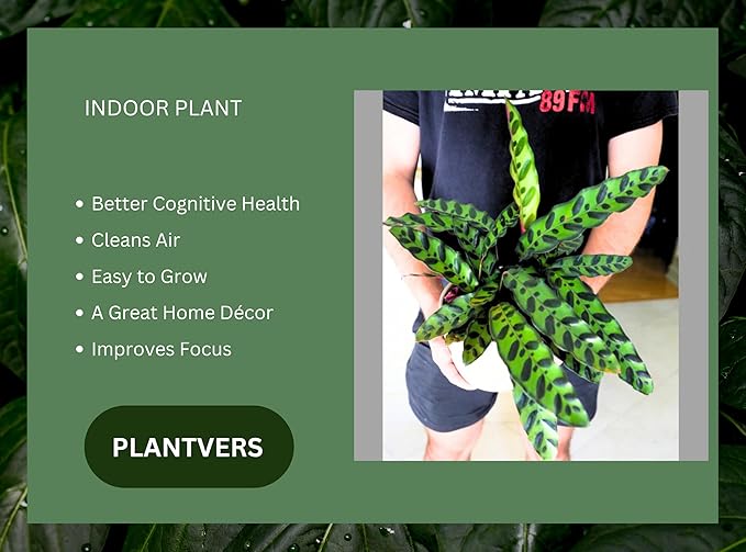 PLANTVERS Live Calathea Plant – Low-Maintenance Indoor Houseplant | Low-Light & Easy-Care Pet-Friendly Plant | Air-Purifying Tropical Houseplant (Calathea Lancifolia, 6" Nursery Pot)