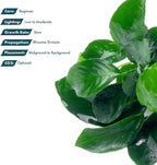 SubstrateSource Anubias Live Aquarium Plants - Potted Freshwater Plant for Fish Tanks, Terrariums - Beginner Friendly Low Light (Barteri Broad Leaf, 1 Pot)