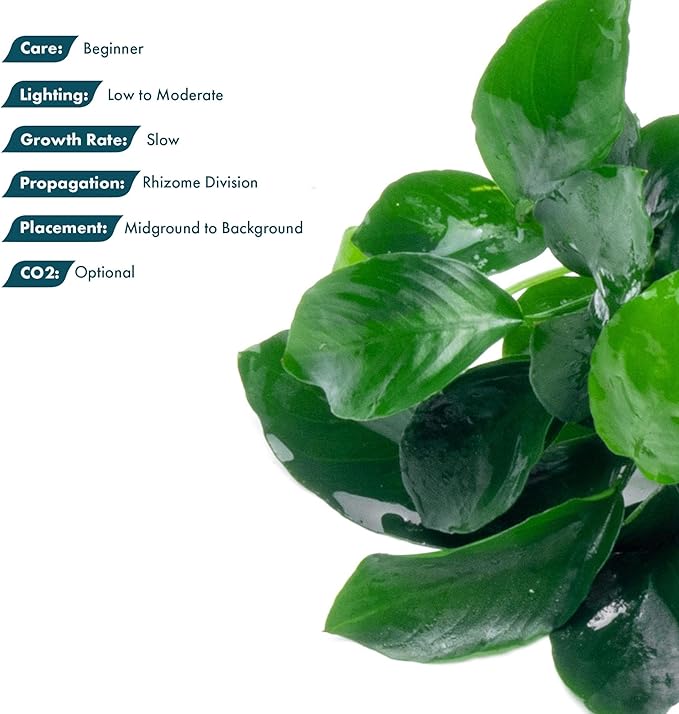 SubstrateSource Anubias Live Aquarium Plants - Potted Freshwater Plant for Fish Tanks, Terrariums - Beginner Friendly Low Light (Barteri Broad Leaf, 1 Pot)