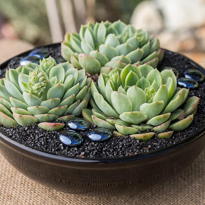 Altman Plants, Lime N Chile Echeveria Succulent Plants Live Succulents Plants Live with Pot, Live Indoor Plants Live Houseplants Live Indoor House Plants Indoors Live Plants Outdoor Plants Live Plant
