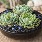 Altman Plants, Lime N Chile Echeveria Succulent Plants Live Succulents Plants Live with Pot, Live Indoor Plants Live Houseplants Live Indoor House Plants Indoors Live Plants Outdoor Plants Live Plant