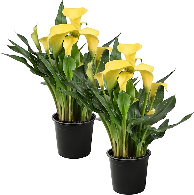 Live Flowering Calla Lily (2 Plants Per Pack) - Yellow, 3+ Blooms - Beautiful Spring Perennial - 12" Tall by 5" Wide in 1 Qt Pot