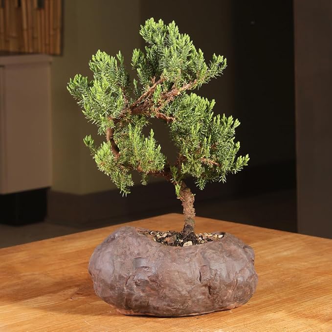 Brussel's Bonsai Live Green Mound Juniper Bonsai Tree - Medium, 5 Year, 6 to 10 Inches - Outdoor Bonsai Tree Live with Rock Bonsai Pot