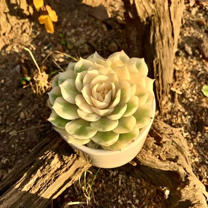 Live Succulents Plants,Echeveria Onslow Variegated 3.2 inches Mini Indoor Plants,Bare Root Without Pot Soil Live Plant,Succulents Plants Live for Gift Party Wedding Garden Baby Shower DIY Decor