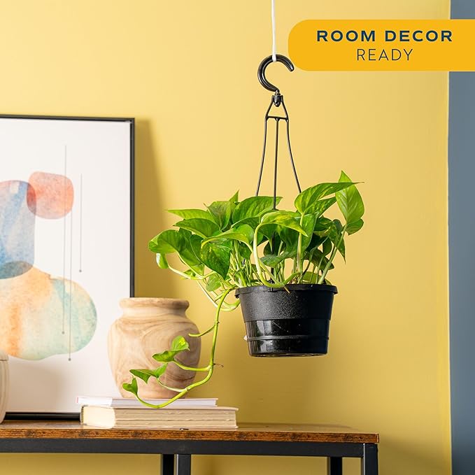 Costa Farms Golden Pothos Live Plant in Hanging Grower Pot, Easy-Care, Air Purifying Indoor Houseplant, Home, Room, or Office Decor, Great House Warming or Birthday Gift, 8-10 Inches Tall