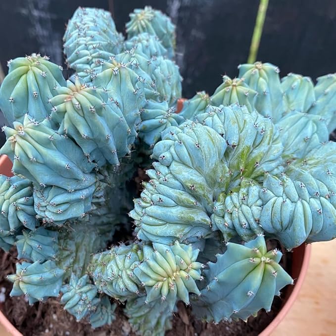 Blue Candle Curly Cactus Live Plant in 4" Pot, Rare Blue Cactus Succulent for Home Decor Outdoor Indoor Growing
