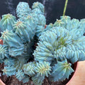 Blue Candle Curly Cactus Live Plant in 4" Pot, Rare Blue Cactus Succulent for Home Decor Outdoor Indoor Growing