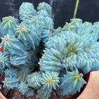Blue Candle Curly Cactus Live Plant in 4" Pot, Rare Blue Cactus Succulent for Home Decor Outdoor Indoor Growing