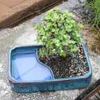 Brussel's Bonsai Live Dwarf Jade Bonsai Tree, Indoor - Medium, 4 Years Old, 8 to 12 Inches Tall - Jade Tree in Decorative Water Bonsai Pot