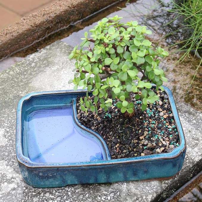 Brussel's Bonsai Live Dwarf Jade Bonsai Tree, Indoor - Medium, 4 Years Old, 8 to 12 Inches Tall - Jade Tree in Decorative Water Bonsai Pot