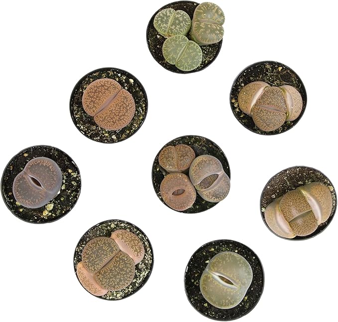 Plants for Pets Safe Non-Toxic Living Stones Succulents (8PK) XL Real Giant Lithops, Live Succulent Plants for Cats & Dogs, 2.5" Pots, Pet Friendly Houseplants, Unique Houseplant for Home or Office